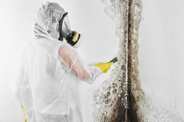 Professional Mold Remediation in Bryan, OH