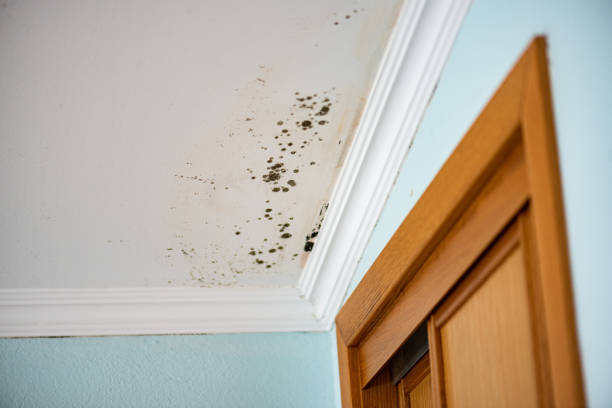 Best Bathroom Mold Remediation in Bryan, OH