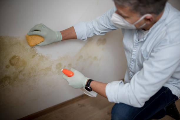 Best Residential Mold Remediation in Bryan, OH