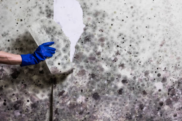 Best HVAC Mold Remediation in Bryan, OH