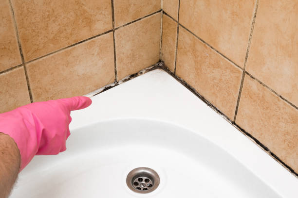 Best Attic Mold Remediation in Bryan, OH